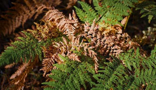 Full frame of green and yellow fern leaves in autumn forest leaf banner or background concept