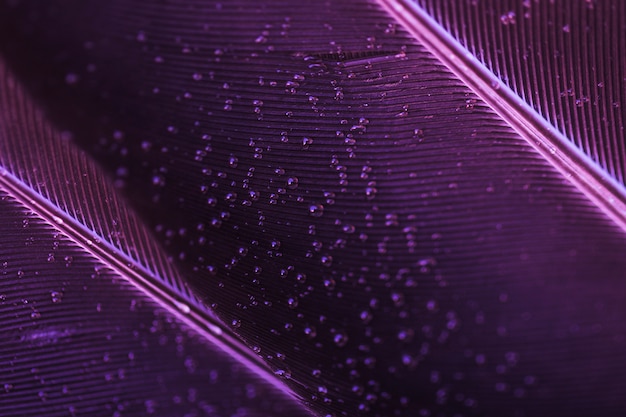 Полный кадр из мелких капель воды на фоне фиолетового пера