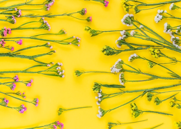 Full frame di rosa; fiori bianchi e gialli disposti su sfondo colorato