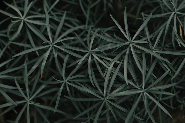 Full frame of plants