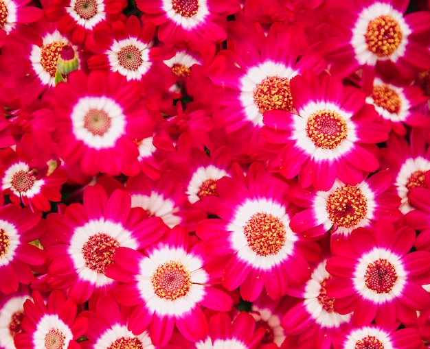 Full frame of red beautiful cineraria flowers