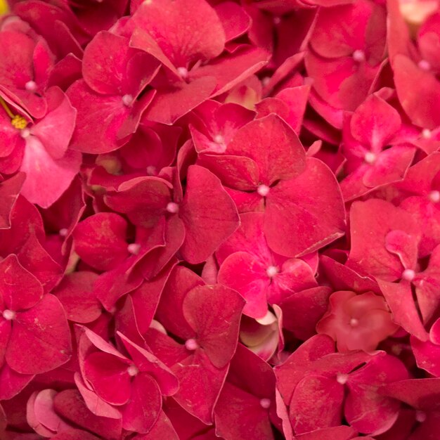 Full frame of red hydrangea macrophylla flowers