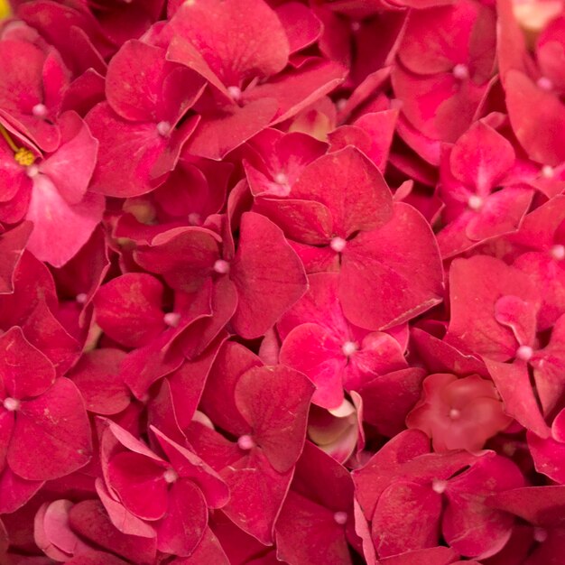 Полный кадр из красных гортензий крупнолистных цветов