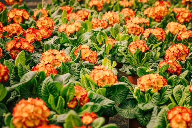 Full frame of red and orange flowers with green leaves