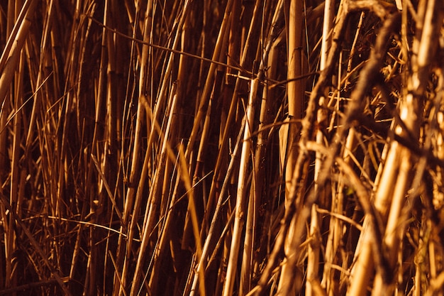 茶色の葦のフルフレームショット