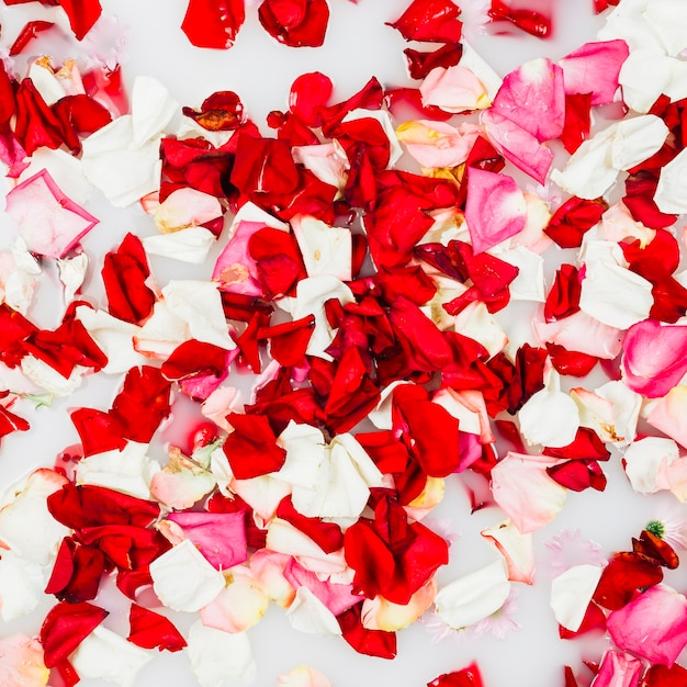 Full frame shot of colorful delicate flower petals