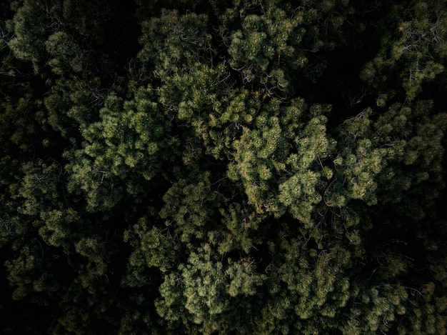 Free photo full frame shot of green trees growing in forest