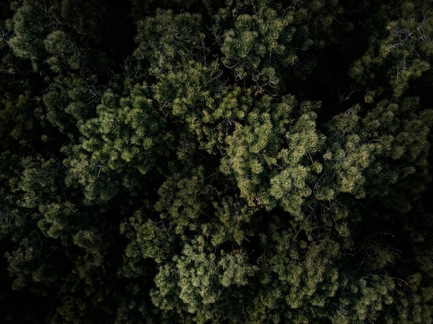 숲에서 성장하는 푸른 나무의 풀 프레임 샷