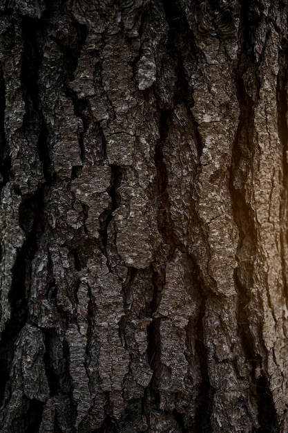 Foto gratuita full frame shot di corteccia d'albero