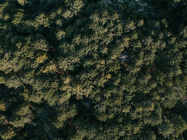 Full frame show of green coniferous trees