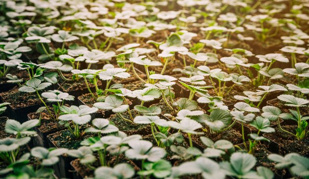 Full frame of small green seedling plants