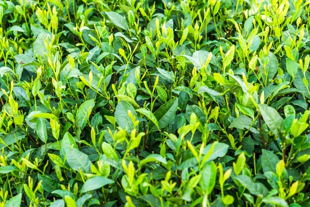 full frame of tea field