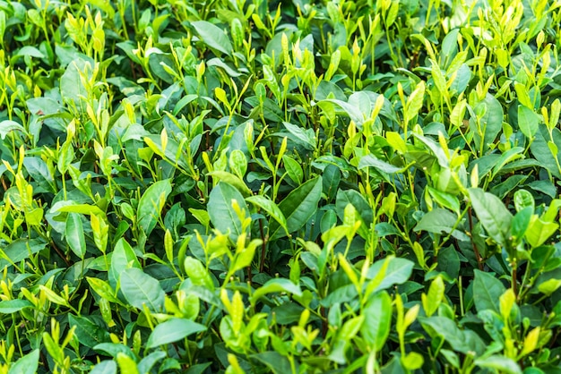 full frame of tea field