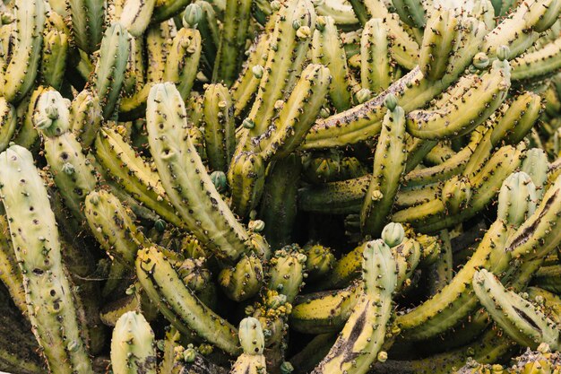 Full frame of a thorny cactus