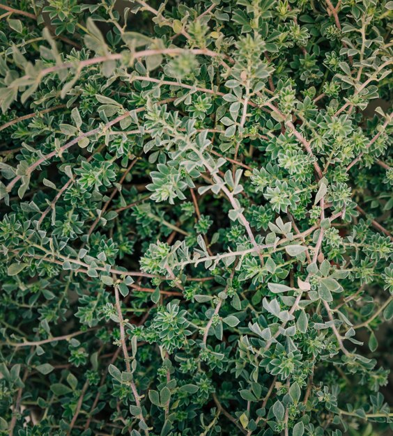 Full frame of twigs with green leaves