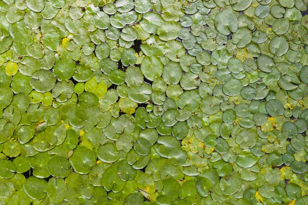 Full frame of vibrant green lotus leaves on pond surface