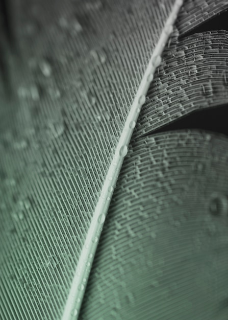 Full Frame Water Droplets on Grey Feather Surface