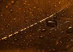 Free photo full frame of water drops on the golden feather surface