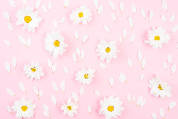 Full frame of white flowers with petals on pink backdrop