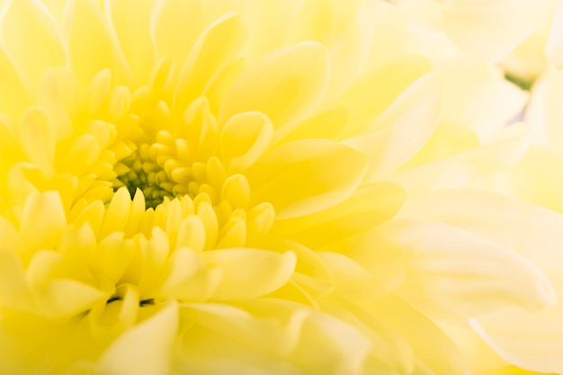 Full frame of yellow gerbera