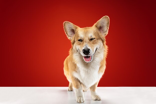 Full of joy. Welsh corgi pembroke puppy is posing. Cute fluffy doggy or pet is sitting isolated on red background. Studio photoshot. Negative space to insert your text or image.