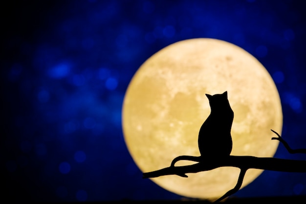 Бесплатное фото Полная луна в ночном небе
