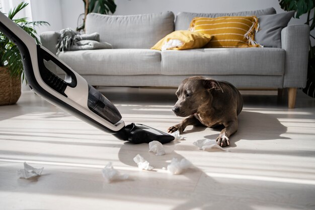 Full shot dog looking at vacuum cleaner