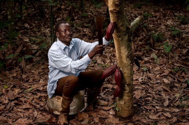 Uomo a tutto campo che raccoglie fave di cacao