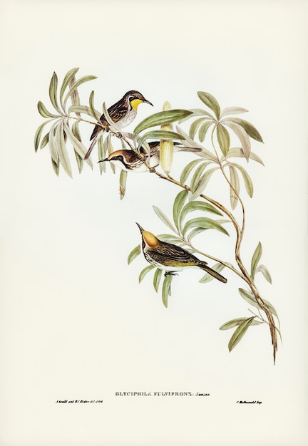 Fulvous-fronted Honey-eater (Glyciphila fulvifrons) illustrated by Elizabeth Gould 