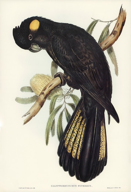 무료 사진 엘리자베스 굴드 (elizabeth gould)의 푸네 리얼 앵무새 (calyptorhynchus funereus)