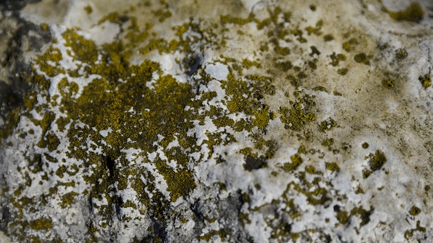 Fungus and green moss on rock