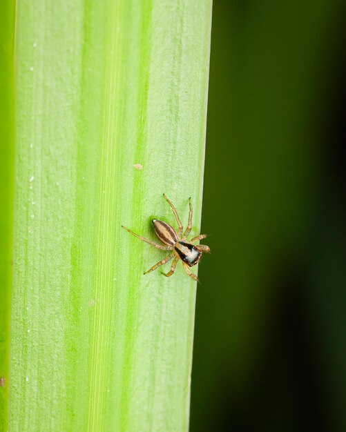 Funnel weaver spider on grass blade in the meadow