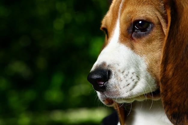 公園で面白いビーグル子犬