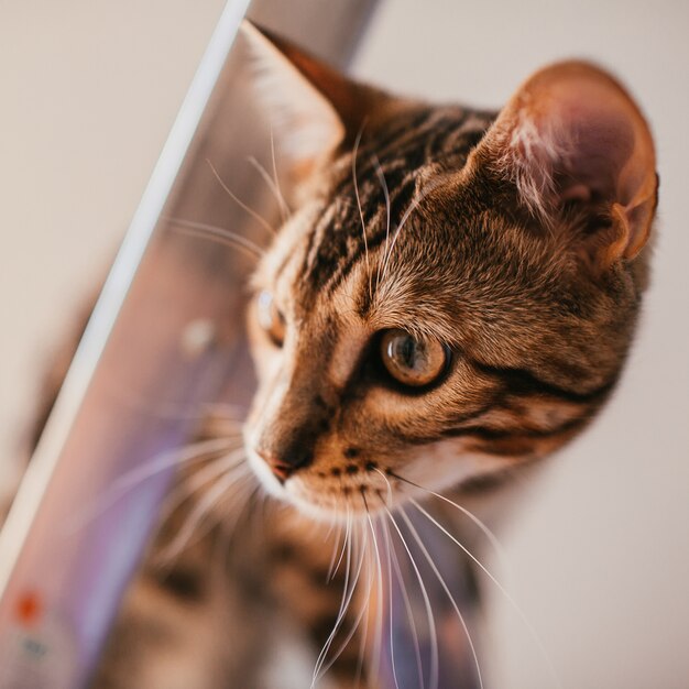 Funny Bengal cat plays on the steel ladder 