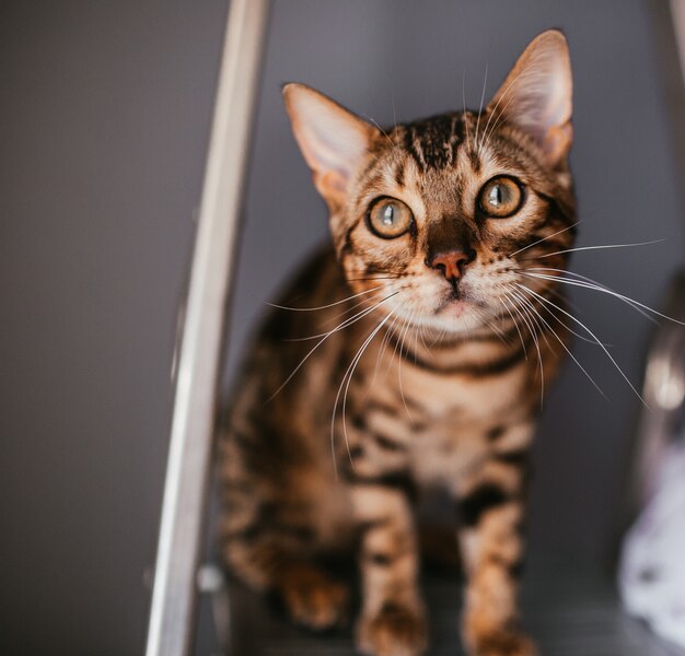 Funny Bengal cat stands on the ladder 