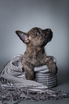 灰色​の​背景​に​分離された​ブリンドルコート​と​面白い​ケアーンテリア​の​子犬​犬