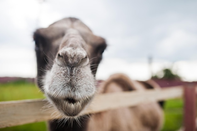 Funny camel on farm with green grass