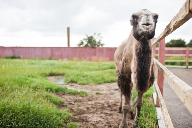 Funny camel on farm with green grass