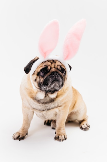 Funny cute grim pug in pink bunny ears