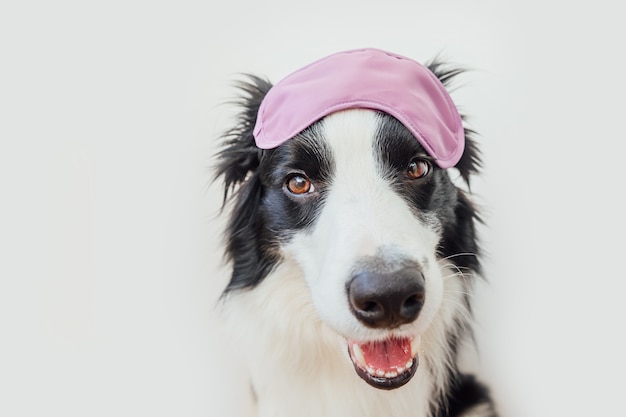 白い背景で隔離かわいい笑顔の子犬犬ボーダーコリーの面白いスタジオの肖像画 家族の小さな犬の新しい素敵なメンバーが見つめ 報酬を待っています 面白いペット動物の生活の概念 プレミアム写真 白い背景で隔離かわいい笑顔の子犬犬ボーダーコリーの面白いスタジオの肖像画 家族の小さな犬の新しい素敵なメンバーが見つめ 報酬を待っています 面白いペット動物の生活の概念 プレミアム写真