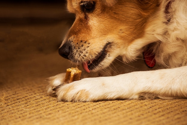 Смешная собака ест аппетитное угощение, жует игрушечную кость, корм для собак