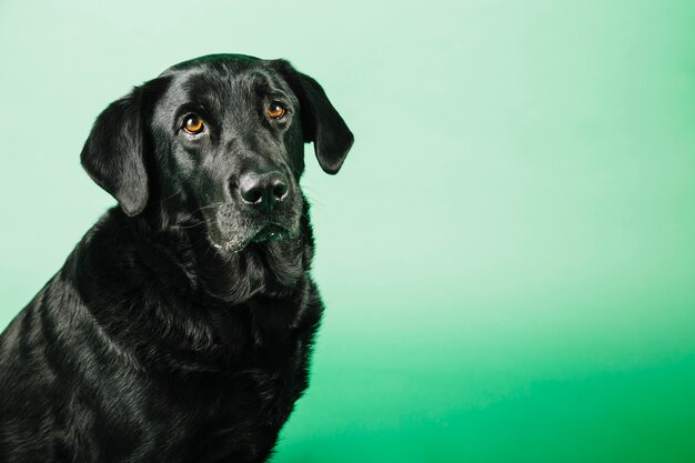 Funny dog on green background