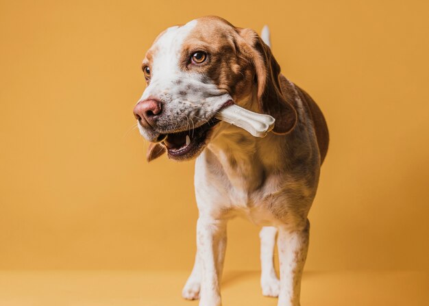 Funny dog holding a bone in his mouth