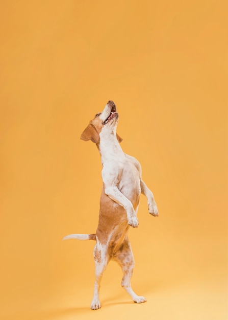 Free photo funny dog standing on hind legs