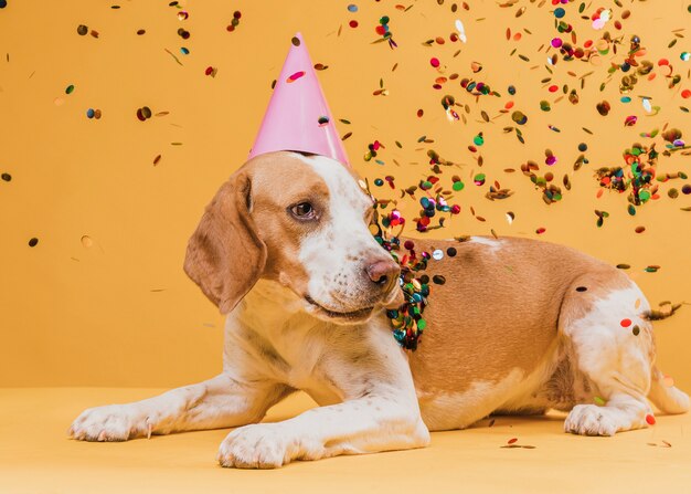Funny dog with party hat and confetti