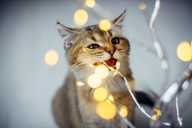 재미있는 국내 생강 새끼 고양이는 led 조명 화환을 가지고 놀고, 닫고, 흐릿한 배경을 가지고 있습니다. 축제의 아늑한 분위기. 새 해 축 하 개념입니다. 공간을 복사합니다.