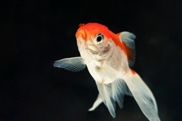 Funny face of beautiful betta fish isolated black background