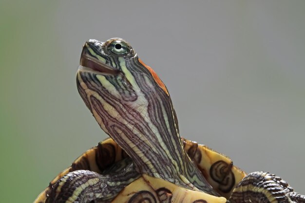 Funny face brazilian turtle cute little brazilian turtle closeup face brazilian turtle