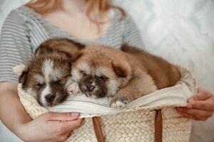 funny fluffy puppies in a cozy basket in the hands of the owner