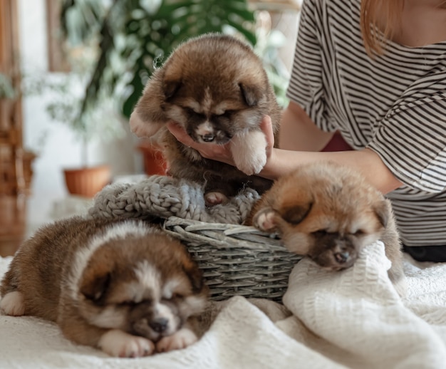 Funny fluffy puppies near a cozy basket under the supervision of the owner